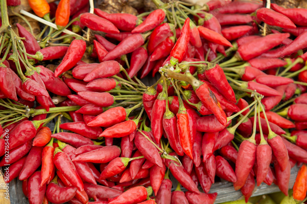 Red chili pepper on branches with green leaves. Flora plants flowers floristry. Red chili pepper on branches with green leaves. Flora plants flowers floristry.