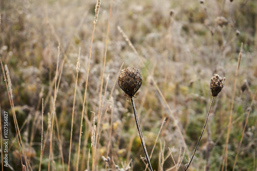 Aminek egipski, Visnaga daucoides Gaertn. photo