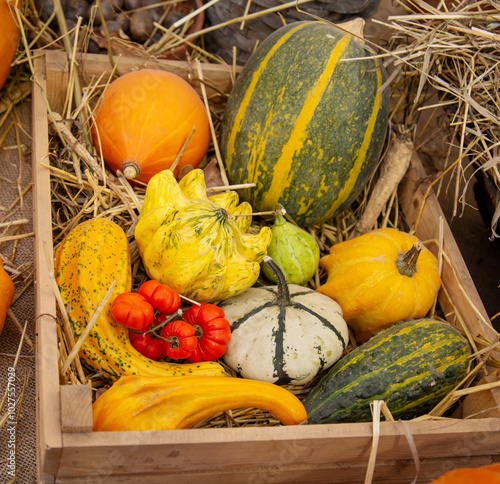 Zucchini, pumpkins, squash, beetroot and Ethiopian nightshade in a wooden box with hay. Flora plants flowers floristry. photo