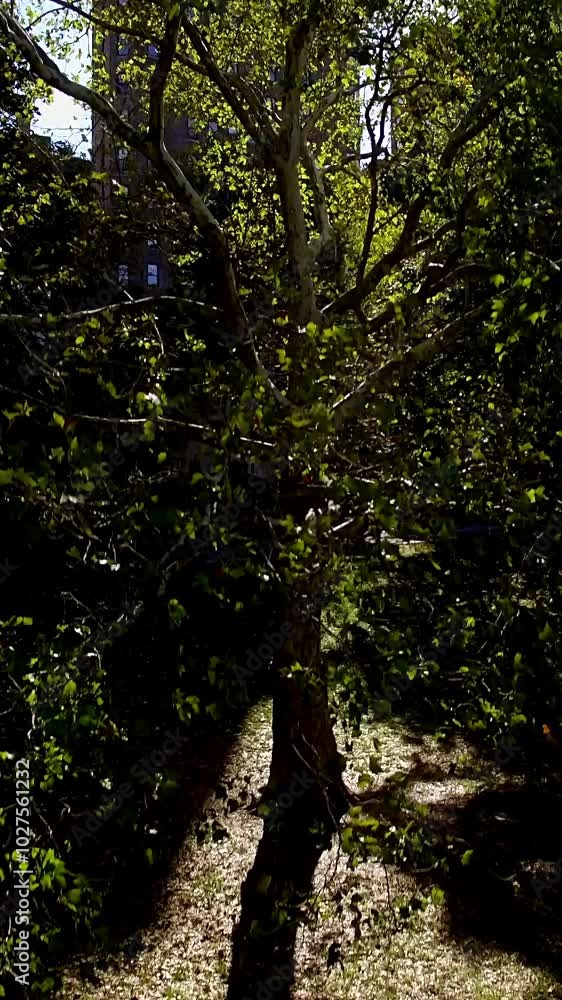 A Sunlit Tree casting gentle Shadows in a serene Garden filled with beauty and tranquility A Sunlit Tree casting gentle Shadows in a serene Garden filled with beauty and tranquility