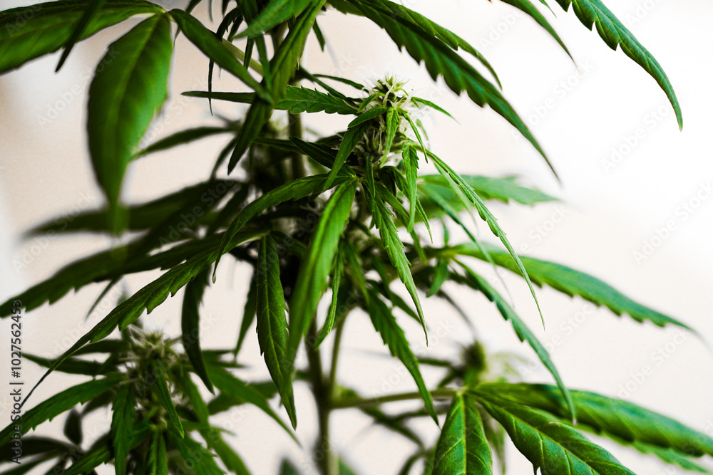 Detailed close-up of a cannabis plant showing its green leaves and developing buds Detailed close-up of a cannabis plant showing its green leaves and developing buds