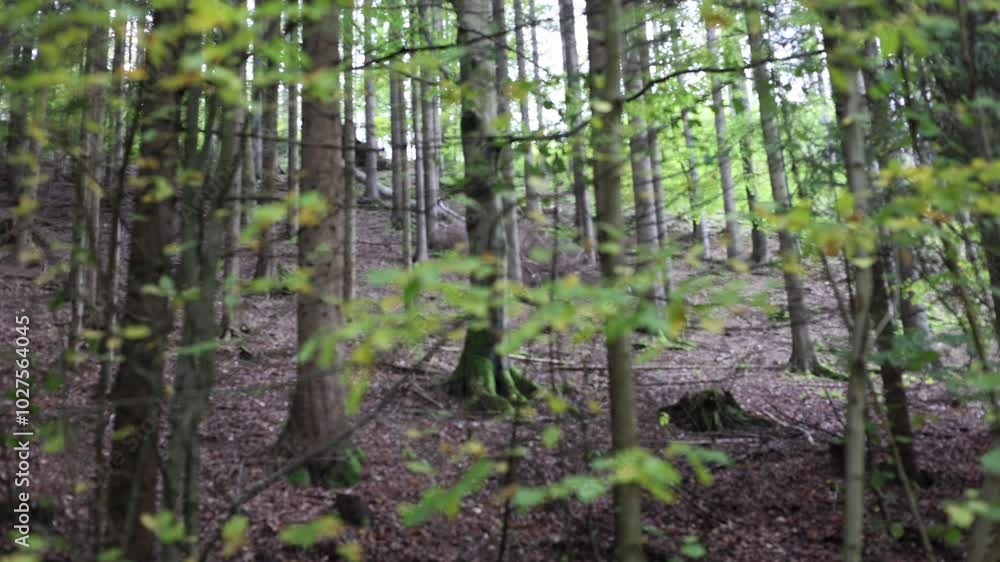 a forest with tall trees and greenery a forest with tall trees and greenery