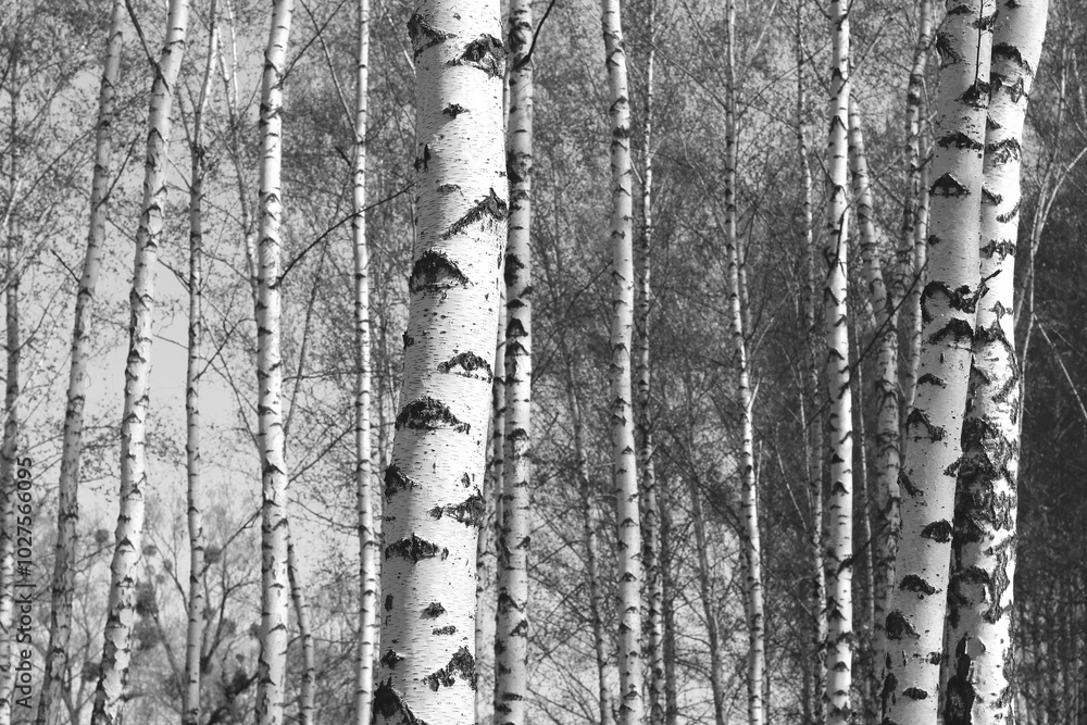 black-and-white photo with white birches black-and-white photo with white birches