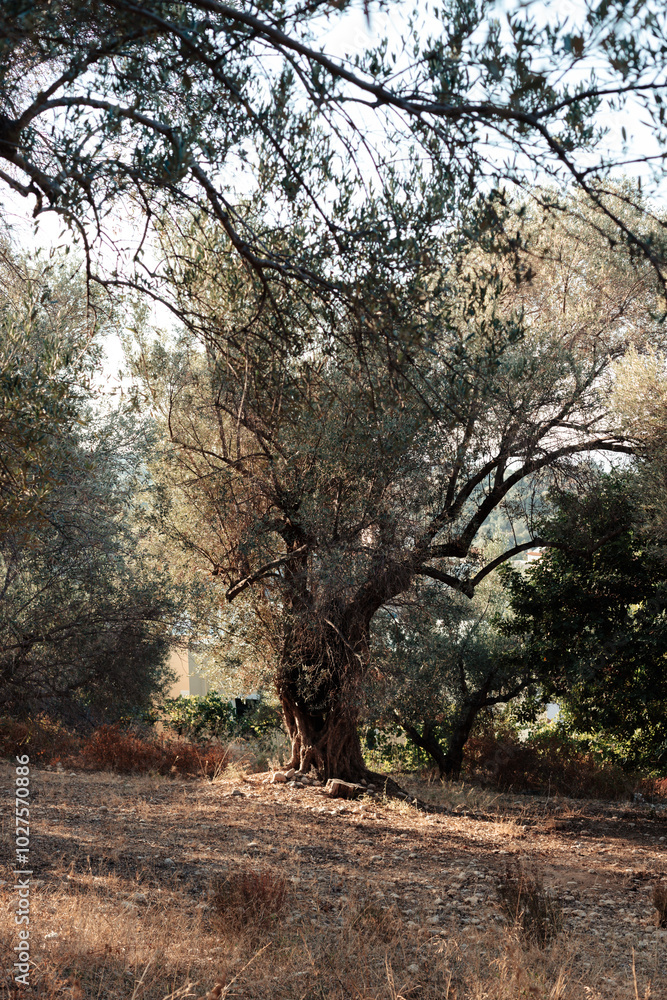 Beautiful nature view with trees and green leaves on a sunny day in Greece. Beautiful nature view with trees and green leaves on a sunny day in Greece.