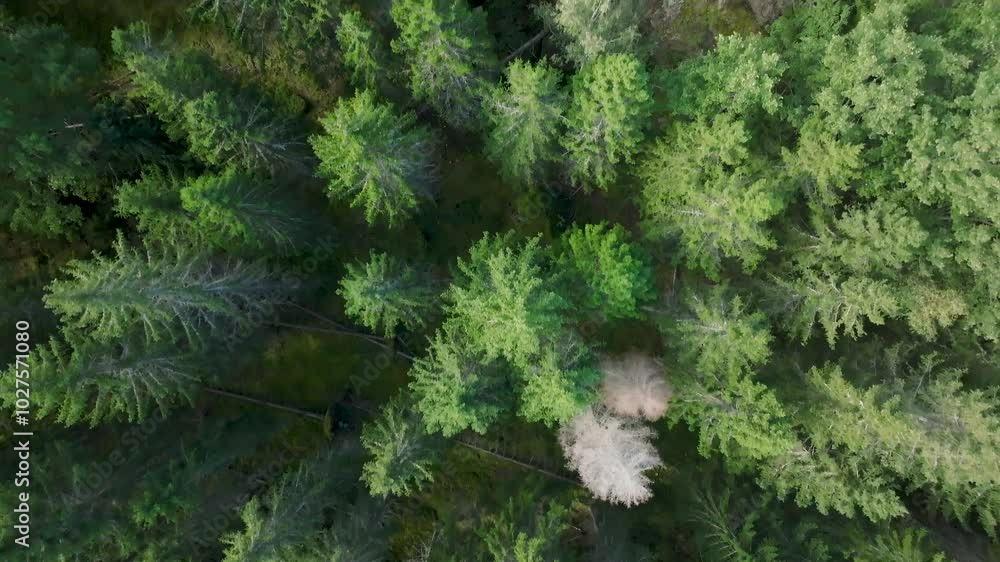 Swedish forest from above Swedish forest from above
