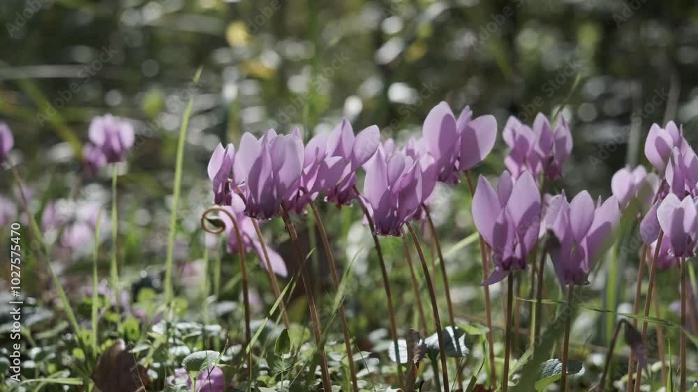 Close-up view of cyclamen in autumn Close-up view of cyclamen in autumn