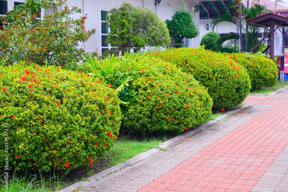 Obraz premium Decorative round shrubs and green ornamental plant beside white house wall with stone pavement floor, perspective side view with copy space