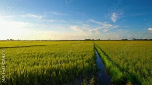 Wonderful paddy fields
