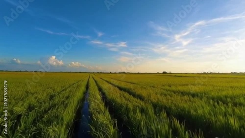 Wonderful paddy fields
