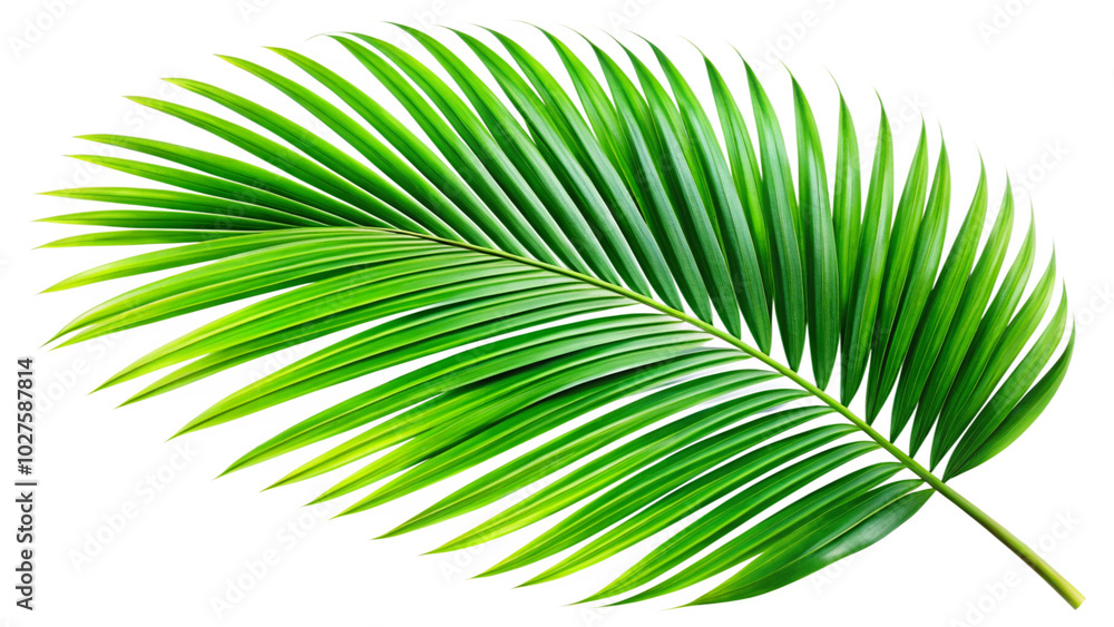 Obraz premium Single tropical green palm leaf, isolated on transparent background, detailed texture and vibrant color