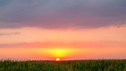 Leinwandbilder Lavendelfarbene Motive Cornfield sunset  © Hyggepix