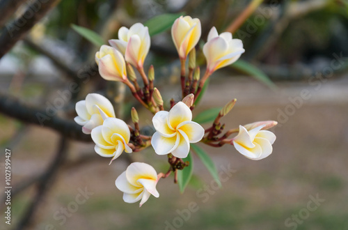 A beautiful lush frangipani planted in the garden photo