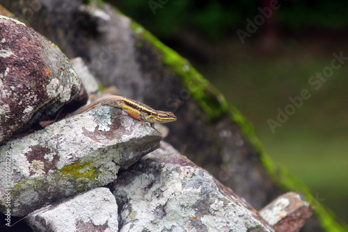 lizard on the stone