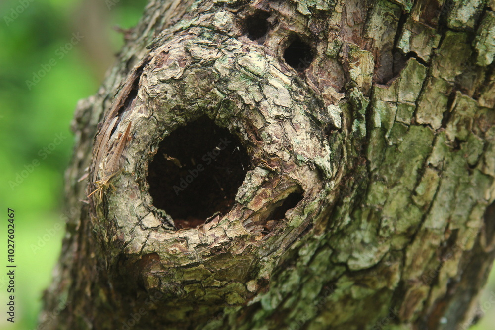 close up of trunk close up of trunk