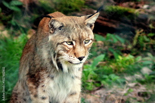 portrait of a lynx