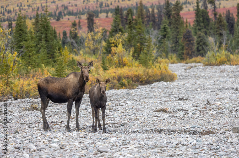 Alaska Yukon Cow and Calf Moose in Denali National Park Alaska in Autumn Alaska Yukon Cow and Calf Moose in Denali National Park Alaska in Autumn