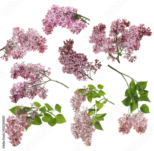 light pink isolated lilac eight inflorescences collection