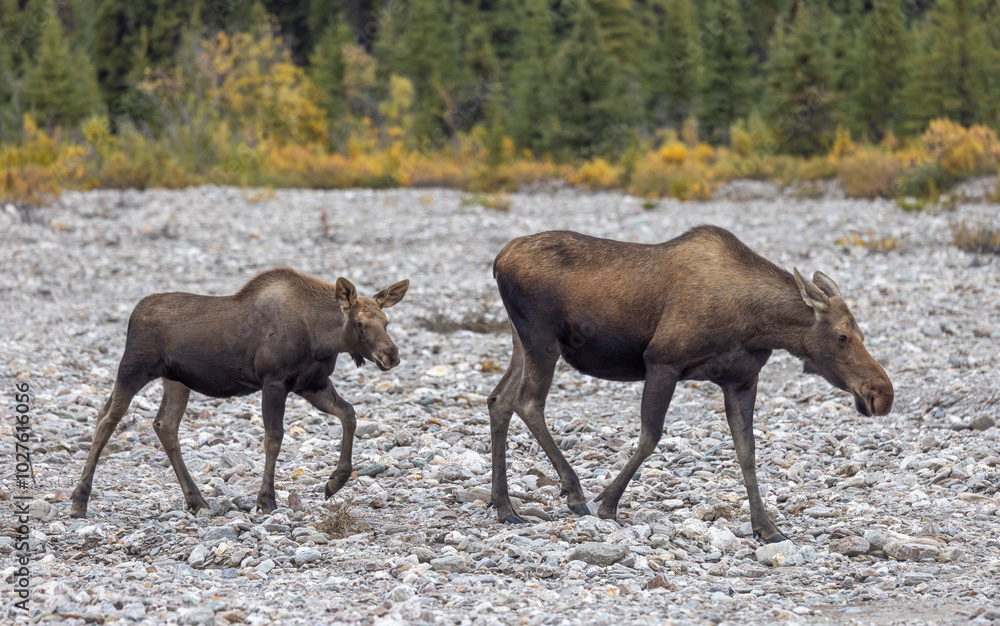 Alaska Yukon Cow and Calf Moose in Denali National Park Alaska in Autumn Alaska Yukon Cow and Calf Moose in Denali National Park Alaska in Autumn
