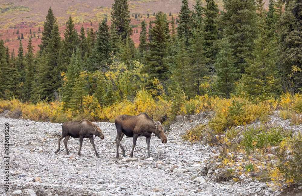 Alaska Yukon Cow and Calf Moose in Denali National Park Alaska in Autumn Alaska Yukon Cow and Calf Moose in Denali National Park Alaska in Autumn