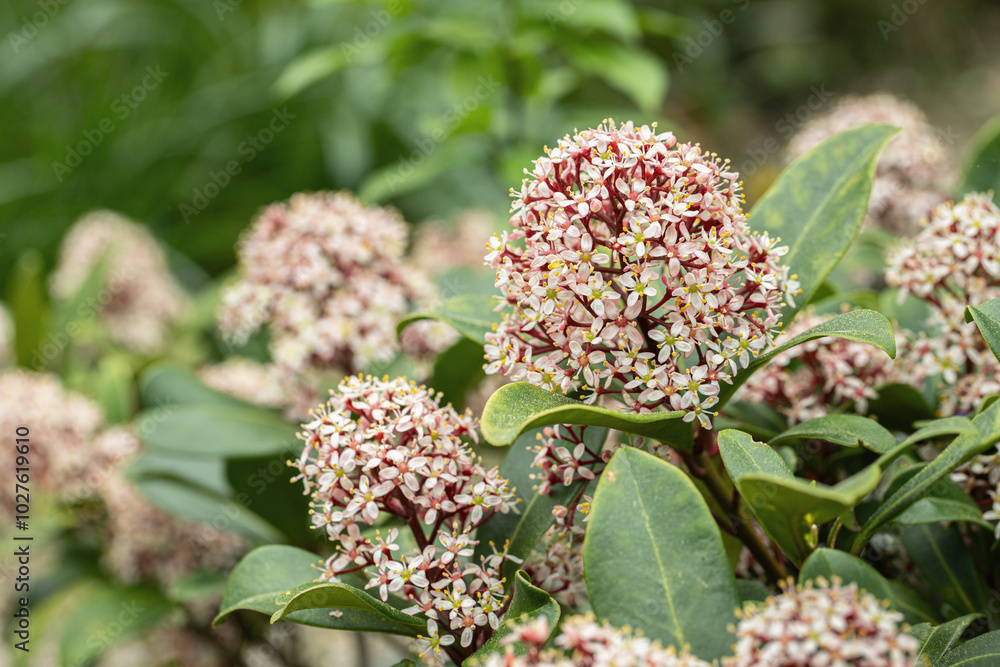 Panicle of a Japanese skimmia (Skimmia japonica). Space for your text. Panicle of a Japanese skimmia (Skimmia japonica). Space for your text.