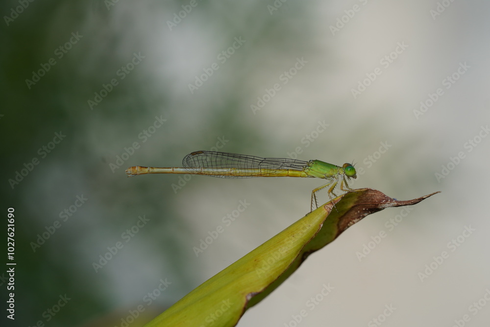 close up of a green damselfly sitting on a leaf with beautiful eyes and wings close up of a green damselfly sitting on a leaf with beautiful eyes and wings