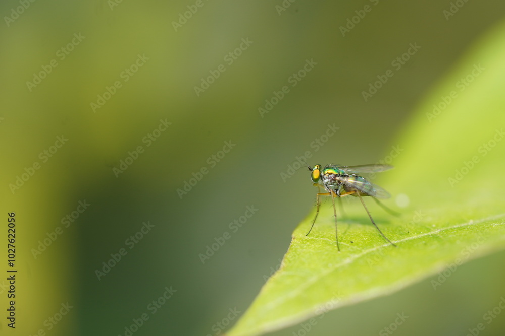 Close-up of a colourful long-legged fly sitting on a leaf with shining body and eyes Close-up of a colourful long-legged fly sitting on a leaf with shining body and eyes