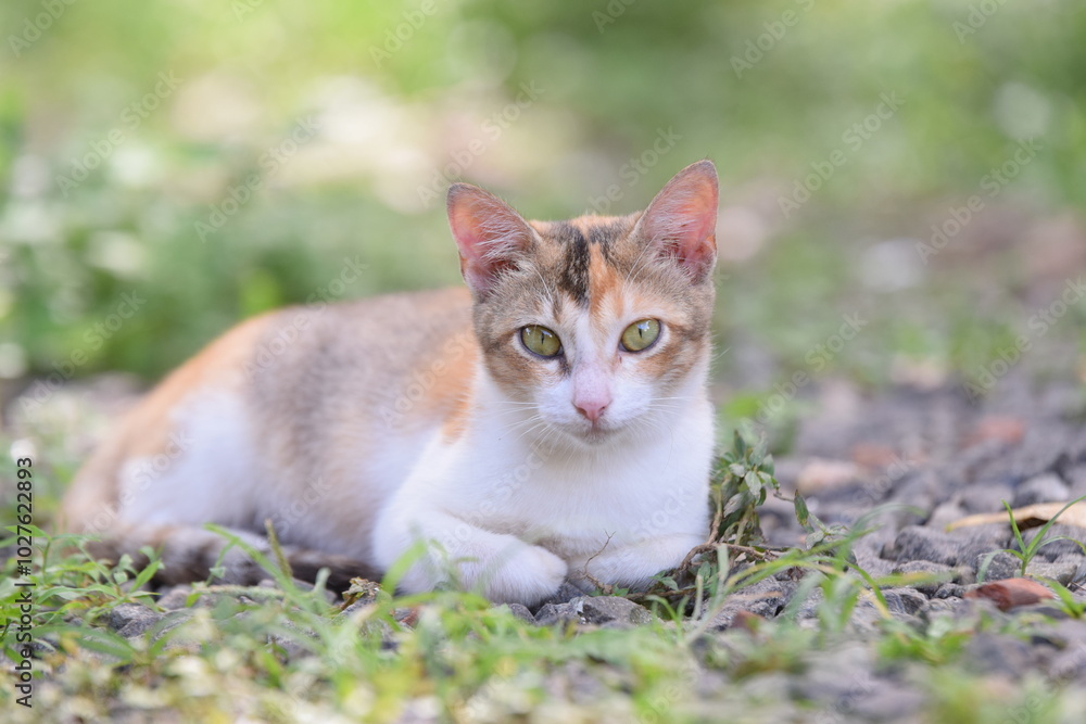 Fototapeta premium Cute cat with sharp eyes