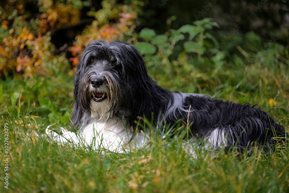 Schapendoes-PON Mix lying in front of autumn shrub Schapendoes-PON Mix lying in front of autumn shrub