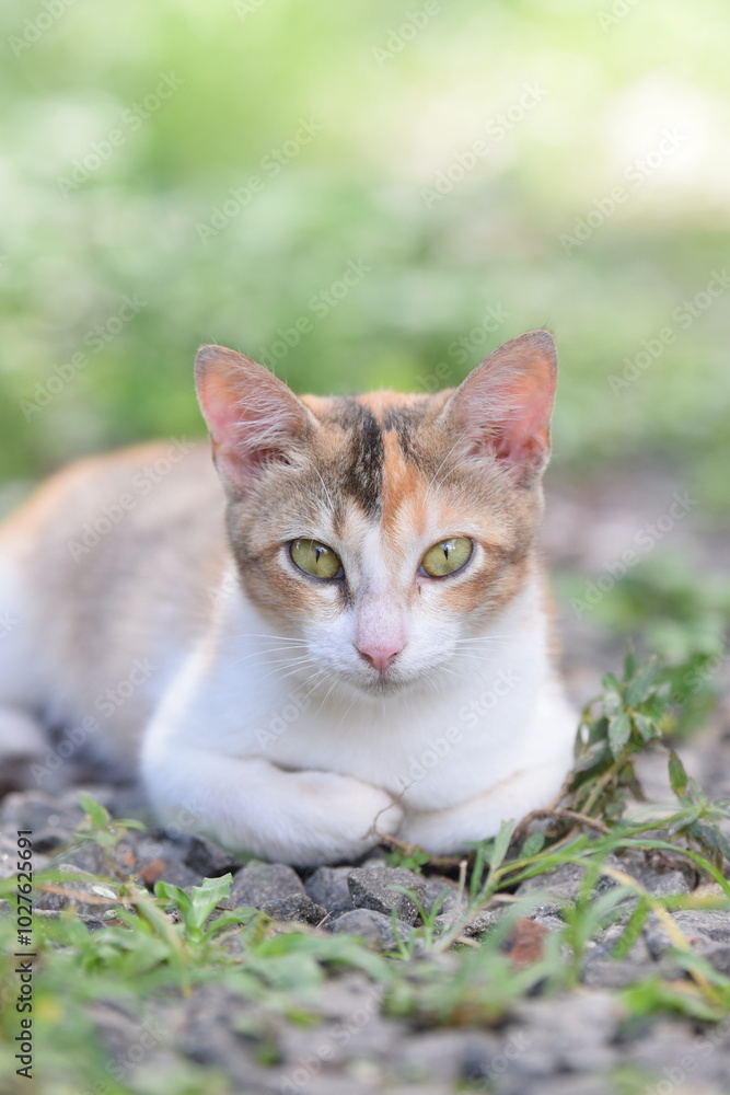 custom made wallpaper toronto digitalportrait of a cat