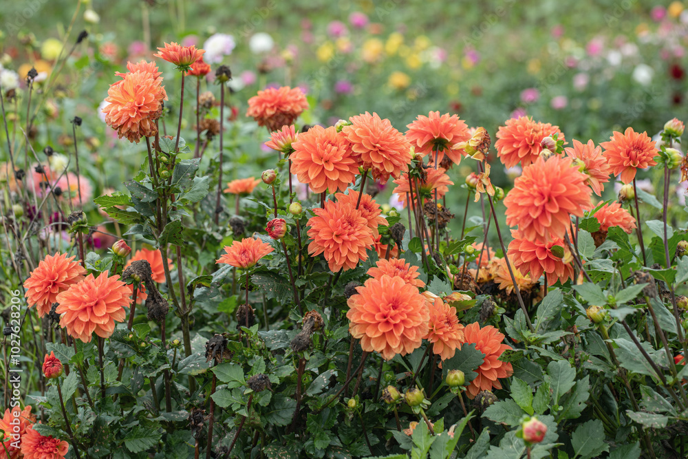 Group of orange-red decorative dahlias in a field for cut-flowers. Group of orange-red decorative dahlias in a field for cut-flowers.