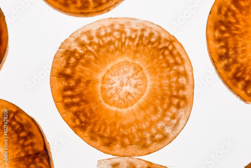 VEGETALES RETROILUMINADOS