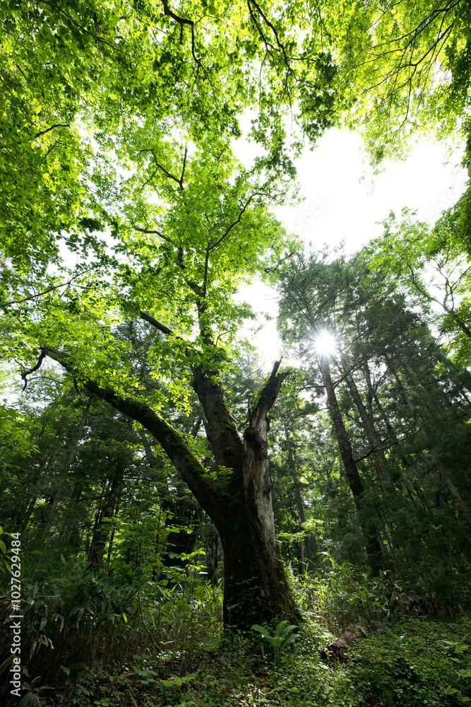 trees in the forest, tree,trees,nature,green trees in the forest, tree,trees,nature,green
