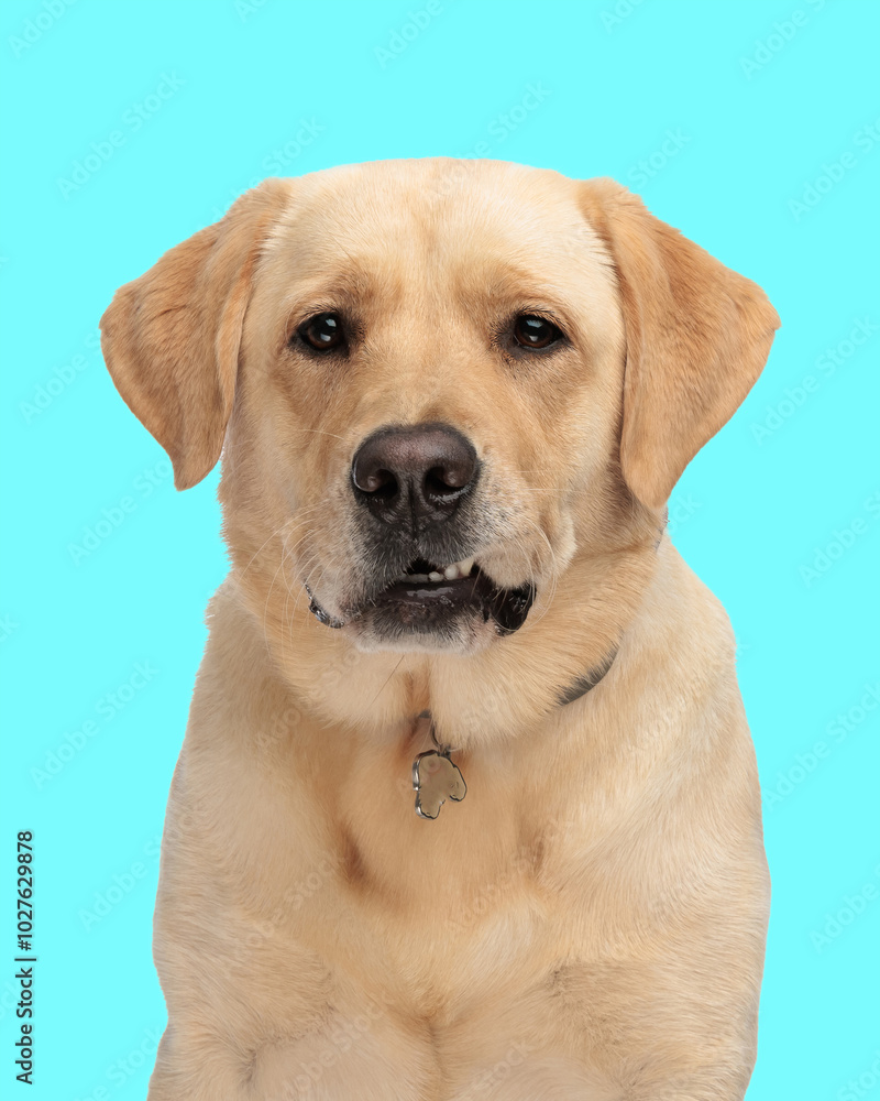 upset labrador retriever adult dog looking forward and growling upset labrador retriever adult dog looking forward and growling