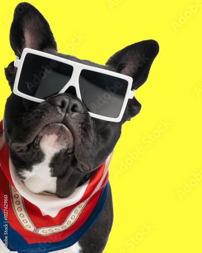 cool french bulldog puppy with square sunglasses and scarf photo