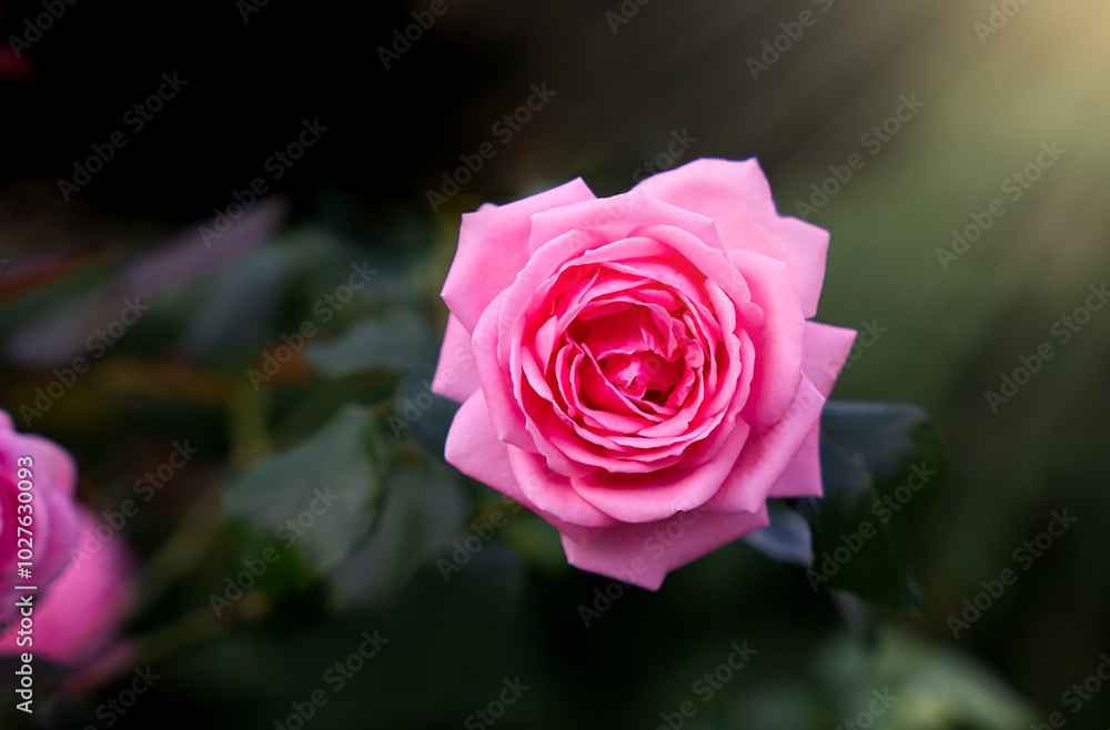 Fototapeta premium Beautiful pink rose in the sun rays. Close-up. Selective focus.