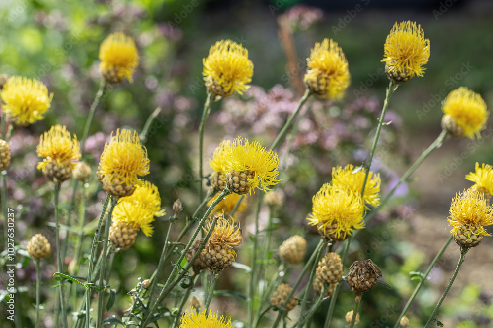 Yellow knapweed (Centaurea orientalis) in the evening sun. Yellow knapweed (Centaurea orientalis) in the evening sun.