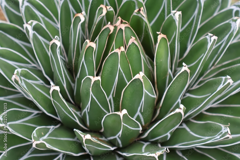 Close-up Succulent Plant Close-up Succulent Plant