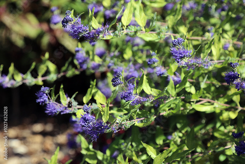 Closeup of Bluebeard blooms, Suffolk England
 photo