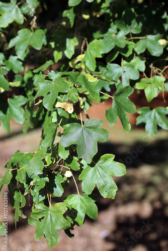 Closeup of Field Maple leaves and winged fruits, Suffolk England
 photo