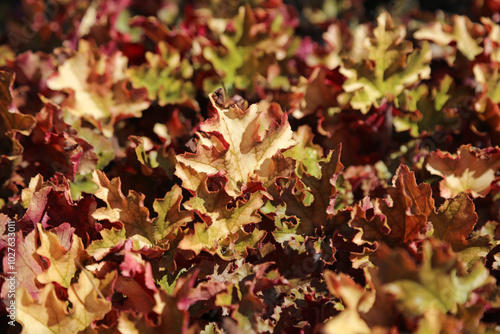 Heuchera foliage in Autumn, Suffolk England
 photo