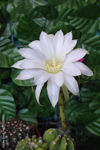 fiore bianco di cactus, white flower of cactus photo