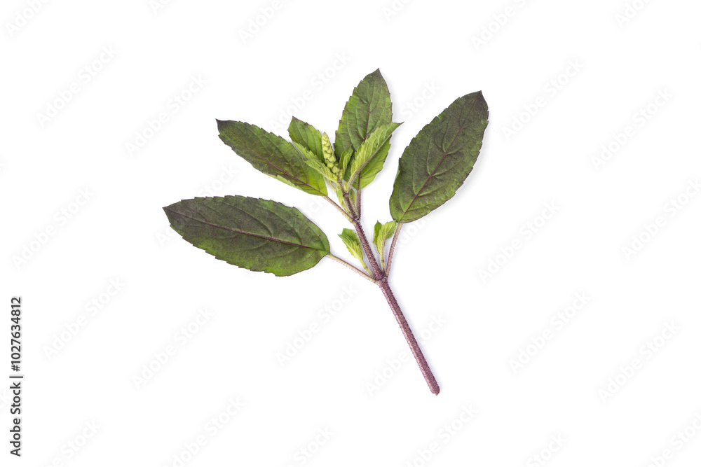 Obraz premium Leaves, flowers and shoots of Red Holy Basil, (Kra pao) isolate on white background.