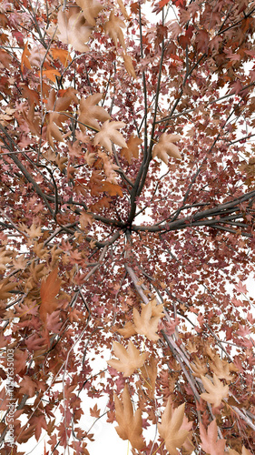 An Acer pseudoplatanus tree with many maple leaves on its branches. Top view. Isolated on a png transparent background. Autumn version. Vertical. 3d illustration. photo