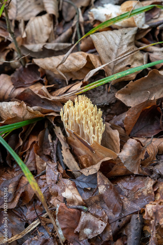 Ramaria aurea in the forest. Ramaria is a coral mushroom in the family Gomphaceae.