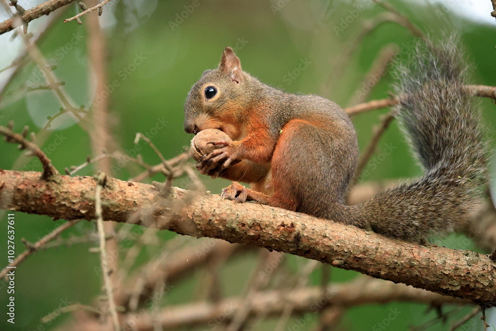 Squirrel sitting on a tree branch eating a nut in the forest in Japan Squirrel sitting on a tree branch eating a nut in the forest in Japan