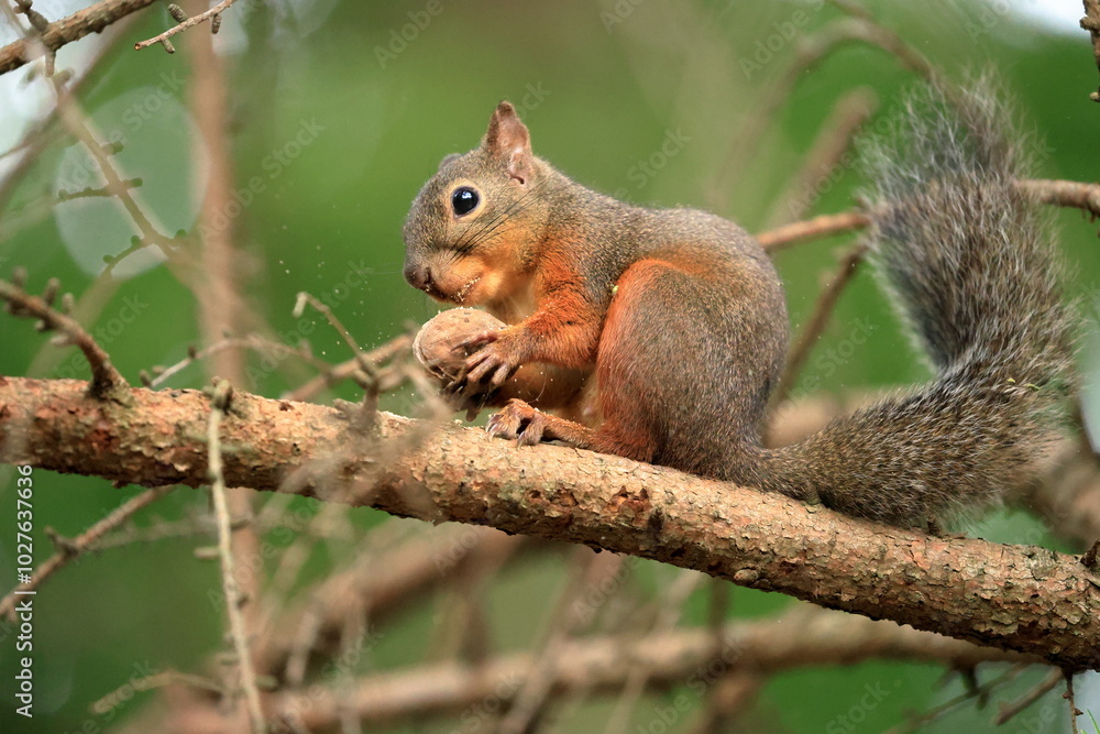 Squirrel sitting on a tree branch eating a nut in the forest in Japan Squirrel sitting on a tree branch eating a nut in the forest in Japan