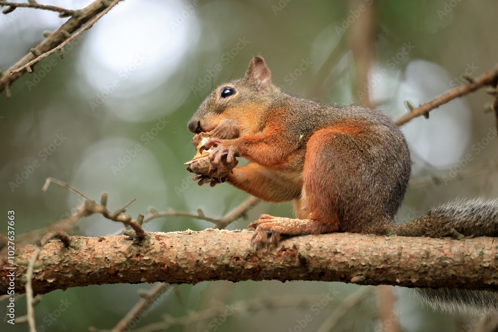 Squirrel sitting on a tree branch eating a nut in the forest in Japan Squirrel sitting on a tree branch eating a nut in the forest in Japan