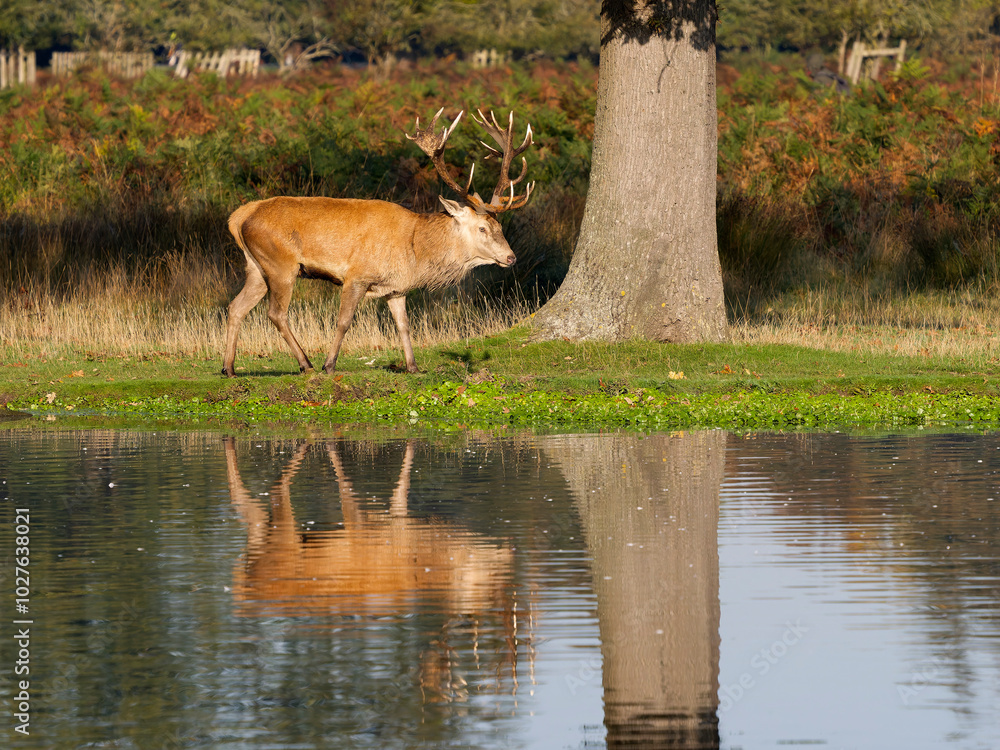 Naklejka premium Red deer, Cervus elaphus