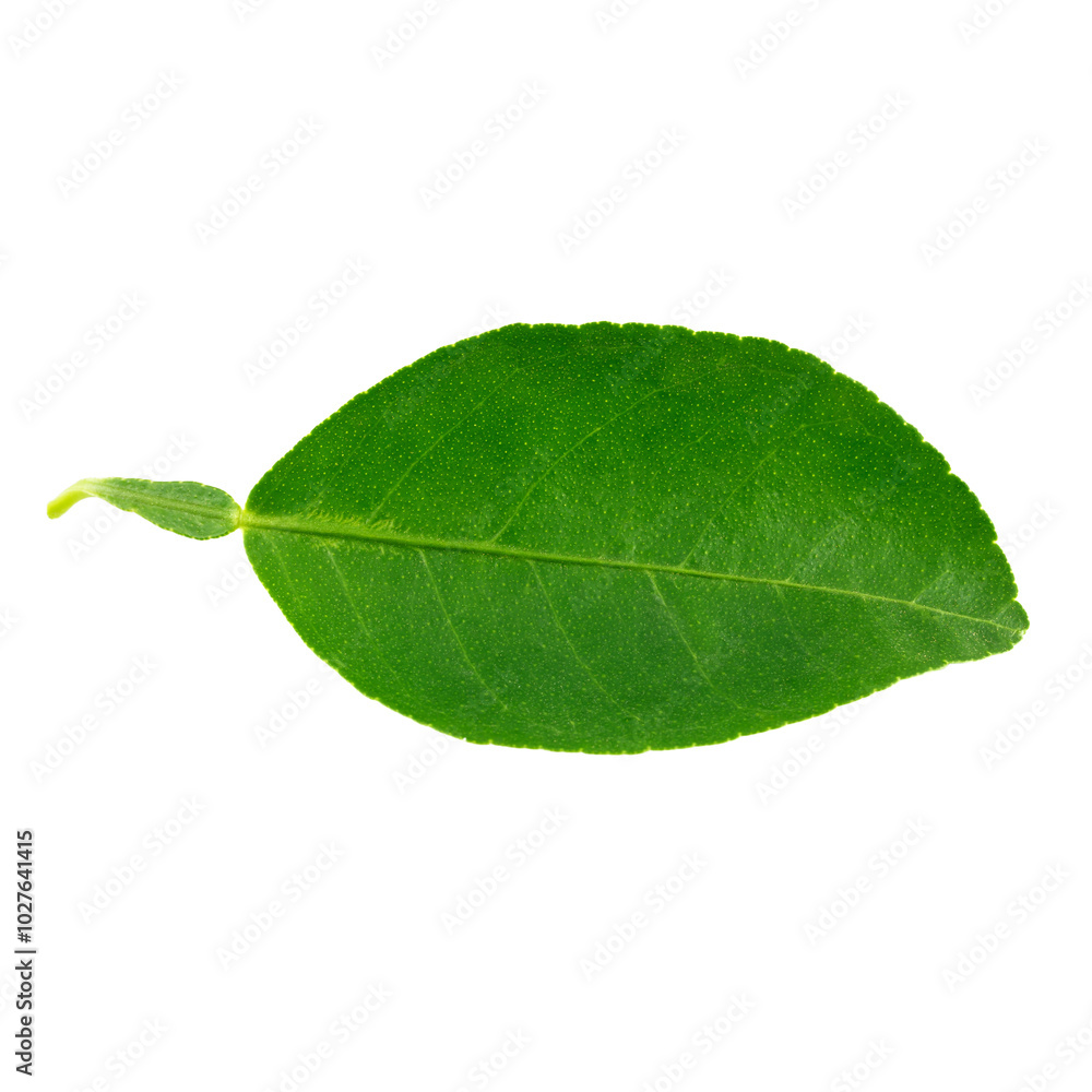 Obraz premium Citrus leaves isolated on a white background.