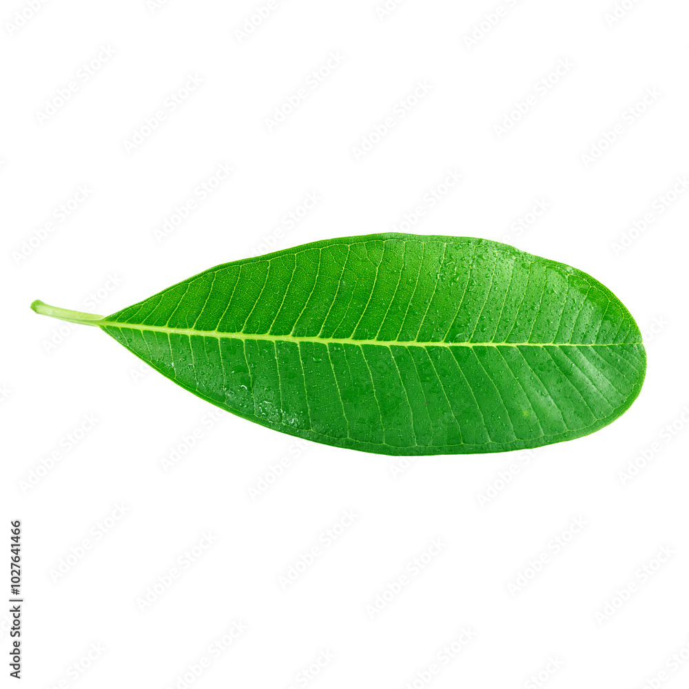Obraz premium green Leaf with water droplets